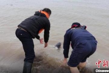 小江豚搁浅长江岸滩巡逻人员及时救援助其“回家”